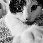 Harry participe au concours pour gagner de l'argent avec cette photo : cat, close_up, black_and_white, paw, fur, whiskers, eyes, blanket, texture, indoors, pet, animal, curious, soft_focus, relaxing, cute, stretching, feline, portrait, cozy