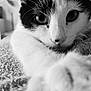 cat, close_up, black_and_white, paw, fur, whiskers, eyes, blanket, texture, indoors, pet, animal, curious, soft_focus, relaxing, cute, stretching, feline, portrait, cozy