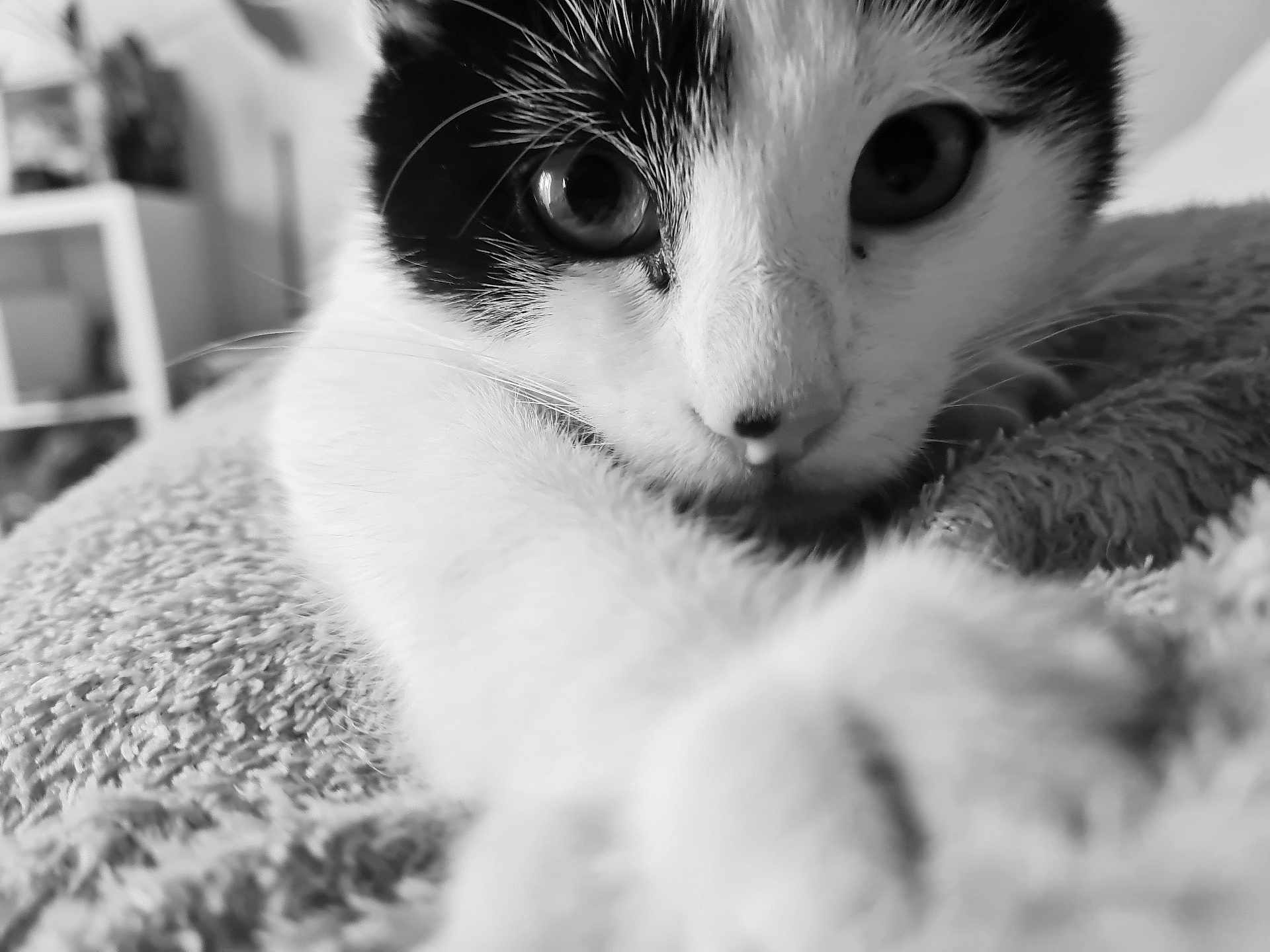 Harry participe au concours pour gagner de l'argent avec cette photo : cat, close_up, black_and_white, paw, fur, whiskers, eyes, blanket, texture, indoors, pet, animal, curious, soft_focus, relaxing, cute, stretching, feline, portrait, cozy