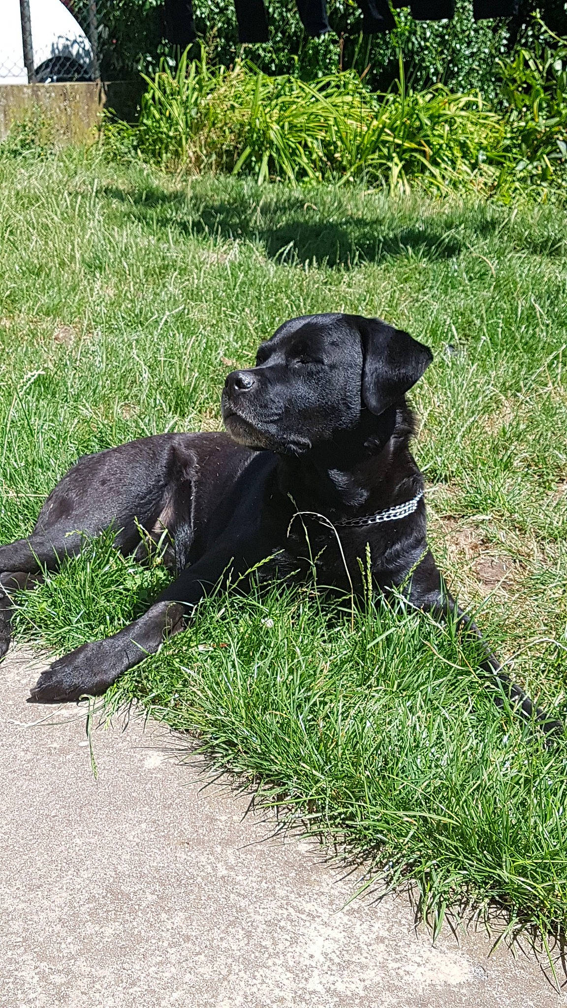 Falco a rejoint le concours — aidez-le/la à gagner de superbes lots ! borador, carnivore, collar, companion_dog, dog, dog_breed, dog_collar, fawn, fur, grass, groundcover, gun_dog, liver, non_sporting_group, pet_supply, plant, sporting_group, tail, terrestrial_animal, working_animal