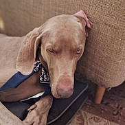 Eto participe au concours pour gagner de l'argent avec cette photo : dog, canine, pet, sleepy, bandana, couch, cushion, indoor, closeup, furry, paw, relaxed, resting, brown, animal, domestic_animal, snout, ear, texture, floor