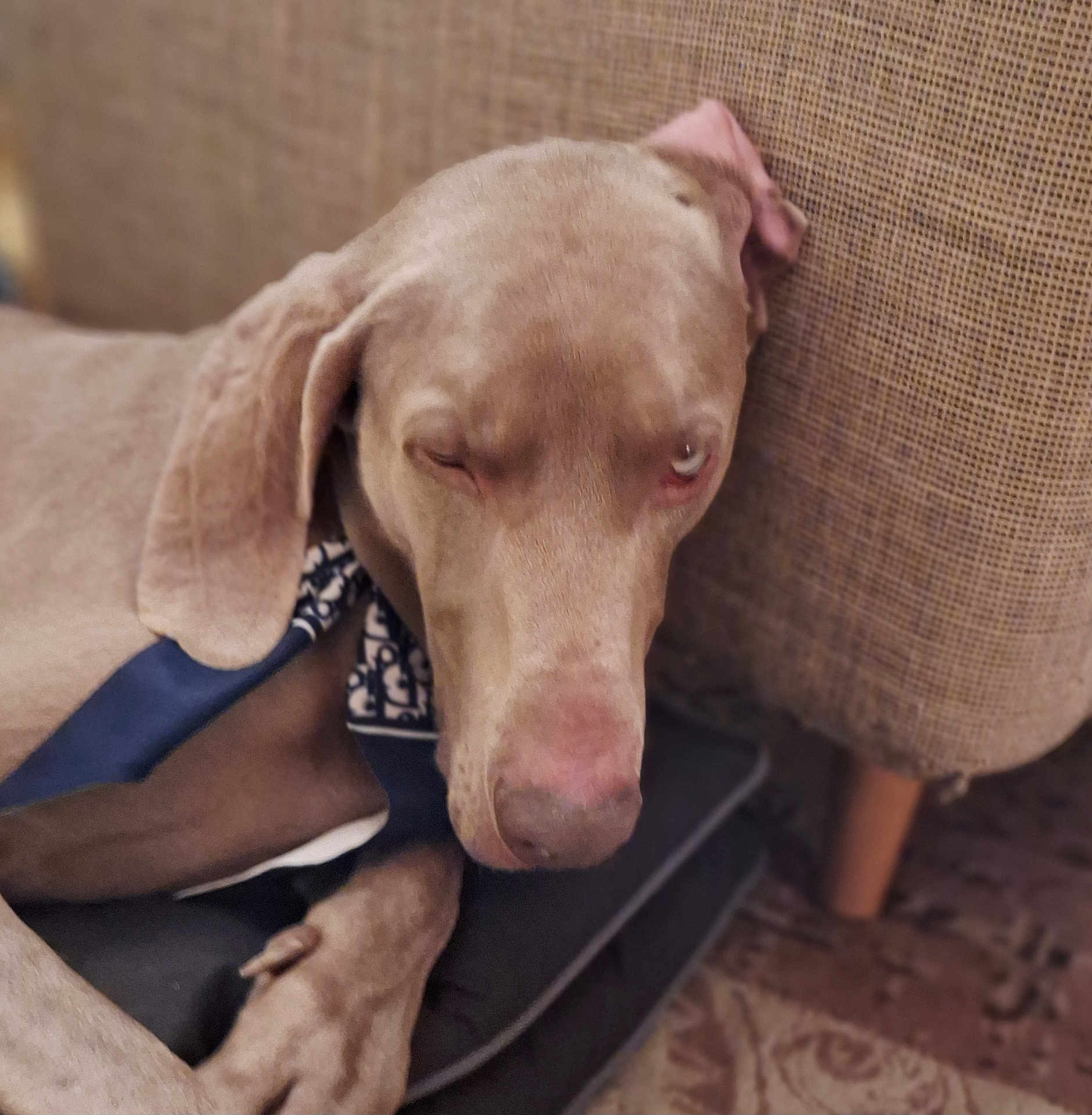 Eto participe au concours pour gagner de l'argent avec cette photo : dog, canine, pet, sleepy, bandana, couch, cushion, indoor, closeup, furry, paw, relaxed, resting, brown, animal, domestic_animal, snout, ear, texture, floor