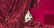 Zizou participe au concours pour gagner de l'argent avec cette photo : dog, blanket, red, cozy, peeking, toy, plush, indoor, cute, pet, fur, curious, comfort, resting, small_dog, fabric, texture, relaxed, home, animal