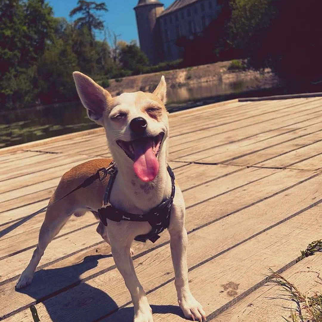 Zizou a rejoint le concours — aidez-le/la à gagner de superbes lots ! dog, small_dog, happy, tongue_out, outdoor, wooden_dock, sunny, shadow, grass, trees, blue_sky, building, castle, harness, pet, canine, nature, daylight, playful, smiling_dog