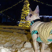 Zizou participe au concours pour gagner de l'argent avec cette photo : dog, small_dog, winter, snow, night, christmas_lights, christmas_tree, festive, outdoor, animal, pet, jacket, warm_clothing, decorations, holiday, cold_weather, canine, alert, night_sky, seasonal