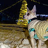dog, small_dog, winter, snow, night, christmas_lights, christmas_tree, festive, outdoor, animal, pet, jacket, warm_clothing, decorations, holiday, cold_weather, canine, alert, night_sky, seasonal