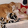 Zizou participe au concours pour gagner de l'argent avec cette photo : cat, dog, pet_bed, blanket, sleeping, cozy, indoor, orange_cat, small_dog, friendship, snuggling, furry, cute, resting, domestic_animals, warm, knitted_blanket, relaxed, animal_pair, companion