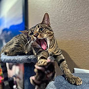 Bellamy joined the competition — help win amazing prizes! cat, tabby, stretching, paw, claws, yawning, mouth_open, whiskers, ears, cat_tree, furniture, indoor, pet, animal, fur, playful, closeup, focus, blurred_background, relaxed