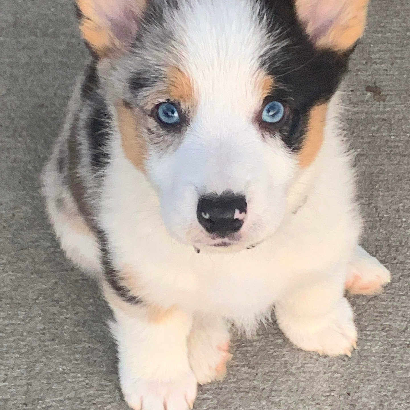Tator is registered to the contest to win money with this photo: animal, ball, canine, cockerspaniel, collie, dog, football, hound, husky, papillon, pet, puppy, racket, snout, soccer, soccerball, sport, tennis, tennisracket, whitedog