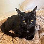 Vegas is registered to the contest to win money with this photo: cat, black_cat, pet, feline, eyes, yellow_eyes, ears, whiskers, fur, tail, blanket, bed, pillow, cozy, indoors, resting, portrait, soft_texture, animal, looking_at_camera