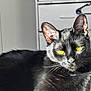 cat, black_cat, yellow_eyes, pet, feline, whiskers, ears, fur, portrait, close_up, indoor, sunlight, shadow, resting, relaxed, domestic_animal, drawer, furniture, gaze, content