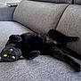 cat, black_cat, pet, feline, couch, sofa, upholstery, yellow_eyes, belly_up, relaxed, indoor, portrait, whiskers, paws, fur, playful, lounging, home, closeup, curious