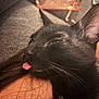 cat, black_cat, tongue_out, close_up, pet, feline, whiskers, ear, couch, phone_case, sleepy, relaxed, indoor, portrait, fur, nose, tongue, human_hair, cozy, paws