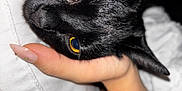 Vegas joined the competition — help win amazing prizes! black_cat, cat, pet, close_up, yellow_eyes, hand, manicure, nails, pillow, bed, fur, whiskers, ear, portrait, pet_owner, indoor, flash_photo, cuddle, bracelet, sleeping_spot