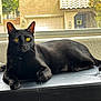cat, black_cat, pet, window, windowsill, indoor, yellow_eyes, fur, whiskers, ears, lounging, portrait, domestic_cat, leather, ottoman, home, sunlight, reflection, relaxed, gaze