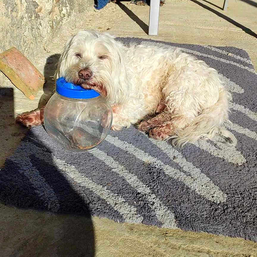 Jaeger participe au concours pour gagner de l'argent avec cette photo : animal, blue_lid, chair, concrete_floor, container, daylight, dog, fur, jar, nose, outdoor, pet, relaxed, resting, rug, shadow, sleepy, stone_wall, sunlight, white_dog