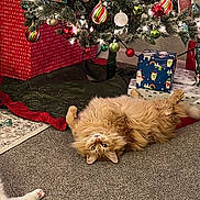 Squeak joined the competition — help win amazing prizes! cat, orange_cat, carpet, christmas_tree, christmas_ornaments, christmas_lights, wrapped_presents, holiday_decorations, festive, indoor, pet, fluffy, cute, relaxed, lying_down, tree_skirt, holiday_season, decor, cozy, home