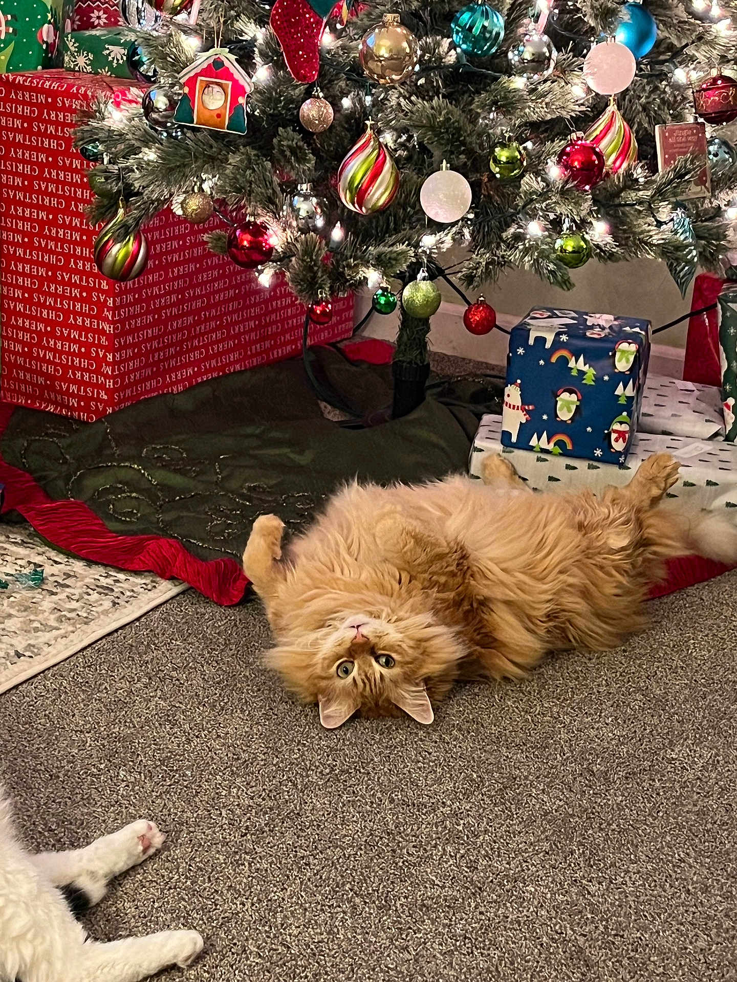 Squeak joined the competition — help win amazing prizes! cat, orange_cat, carpet, christmas_tree, christmas_ornaments, christmas_lights, wrapped_presents, holiday_decorations, festive, indoor, pet, fluffy, cute, relaxed, lying_down, tree_skirt, holiday_season, decor, cozy, home
