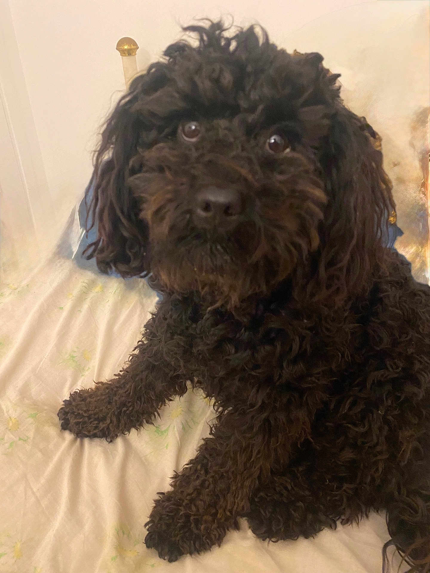 Victor participe au concours pour gagner de l'argent avec cette photo : dog, black_dog, curly_fur, pet, bed, indoor, animal, cute, fur, canine, portrait, looking_up, sitting, bedspread, fluffy, companion, domestic_animal, curious, close_up, furry