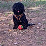 Victor a rejoint le concours — aidez-le/la à gagner de superbes lots ! dog, black_dog, curly_fur, harness, toy_ball, strawberry_shaped_ball, outdoor, dirt, leaves, grass, nature, pet, animal, playful, sitting, sunlight, shade, forest_floor, cute, companion