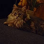 cat, fluffy, indoor, plant, yellow_lighting, couch, resting, feline, cozy, shadow, fur, relaxed, pet, domestic_animal, warm_tone, texture, closeup, animal, home, comfortable