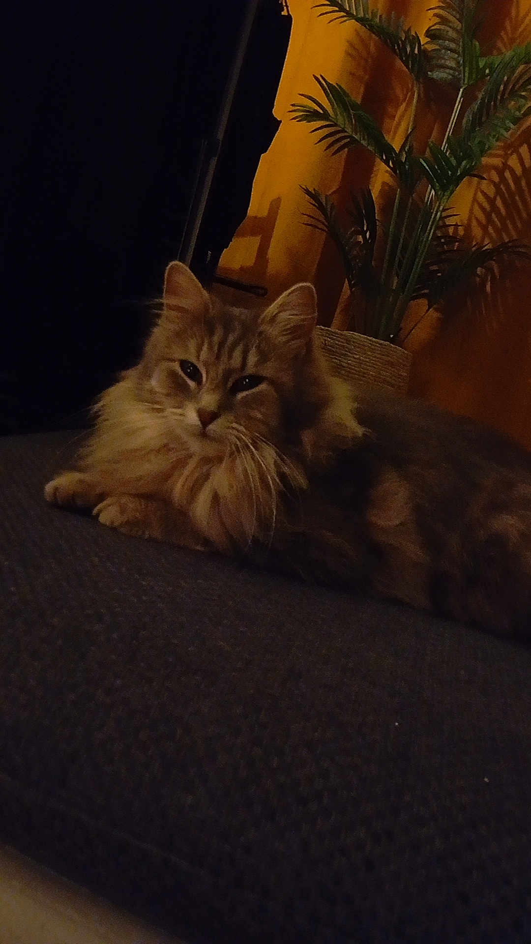 Phalco participe au concours pour gagner de l'argent avec cette photo : cat, fluffy, indoor, plant, yellow_lighting, couch, resting, feline, cozy, shadow, fur, relaxed, pet, domestic_animal, warm_tone, texture, closeup, animal, home, comfortable