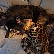 Zara participe au concours pour gagner de l'argent avec cette photo : dog, cat, bengal_cat, pet, animal, furry, couch, snuggling, companion, domestic, indoor, fur, relaxed, cute, friendship, mammal, resting, closeup, cozy, home