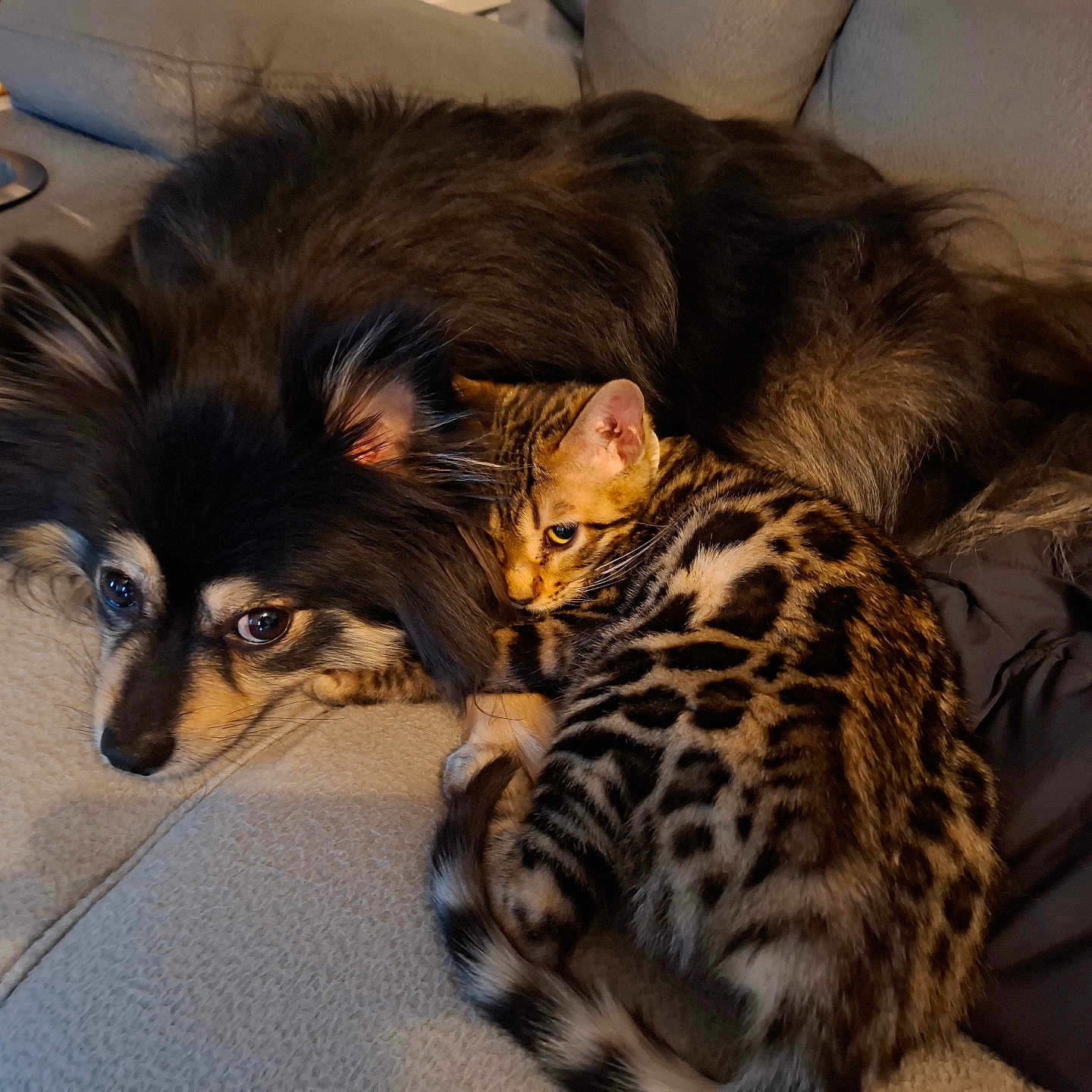 Zara participe au concours pour gagner de l'argent avec cette photo : animal, bengal_cat, cat, closeup, companion, couch, cozy, cute, dog, domestic, friendship, fur, furry, home, indoor, mammal, pet, relaxed, resting, snuggling