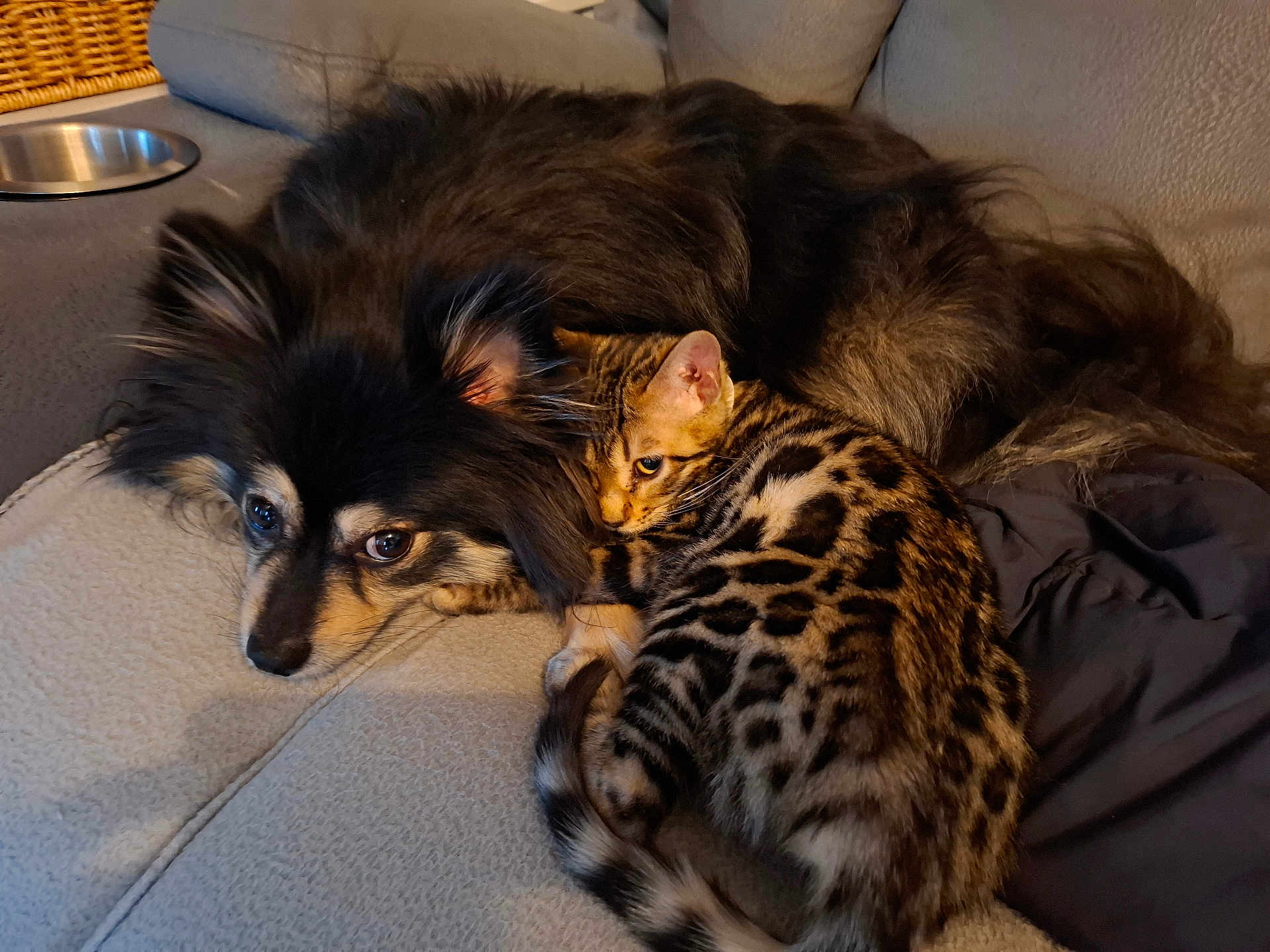 Zara participe au concours pour gagner de l'argent avec cette photo : dog, cat, bengal_cat, pet, animal, furry, couch, snuggling, companion, domestic, indoor, fur, relaxed, cute, friendship, mammal, resting, closeup, cozy, home