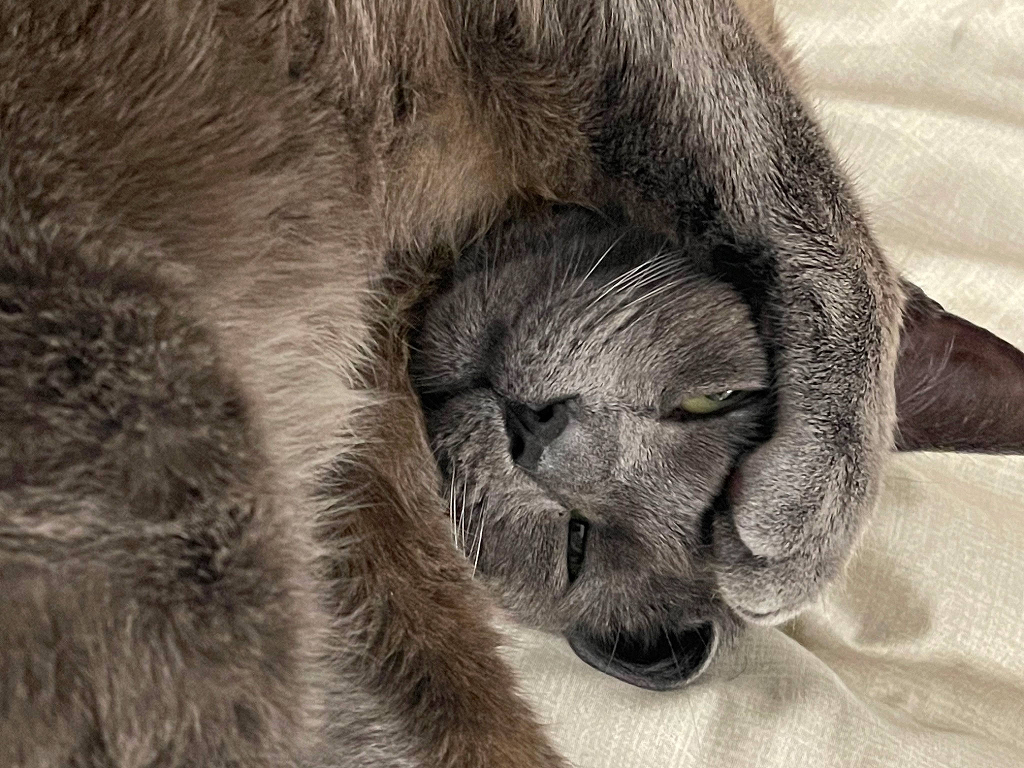 Baldomero joined the competition — help win amazing prizes! claw, close_up, comfort, dog_breed, ear, eye, fawn, fur, grey, head, liver, paw, primate, snout, sporting_group, terrestrial_animal, vertebrate, whiskers, working_animal, wrinkle