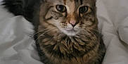Sissi is registered to the contest to win money with this photo: cat, tabby, pet, animal, bed, bedding, fur, ears, whiskers, nose, eyes, indoor, cozy, resting, cute, feline, sleepy, comfortable, home, laying