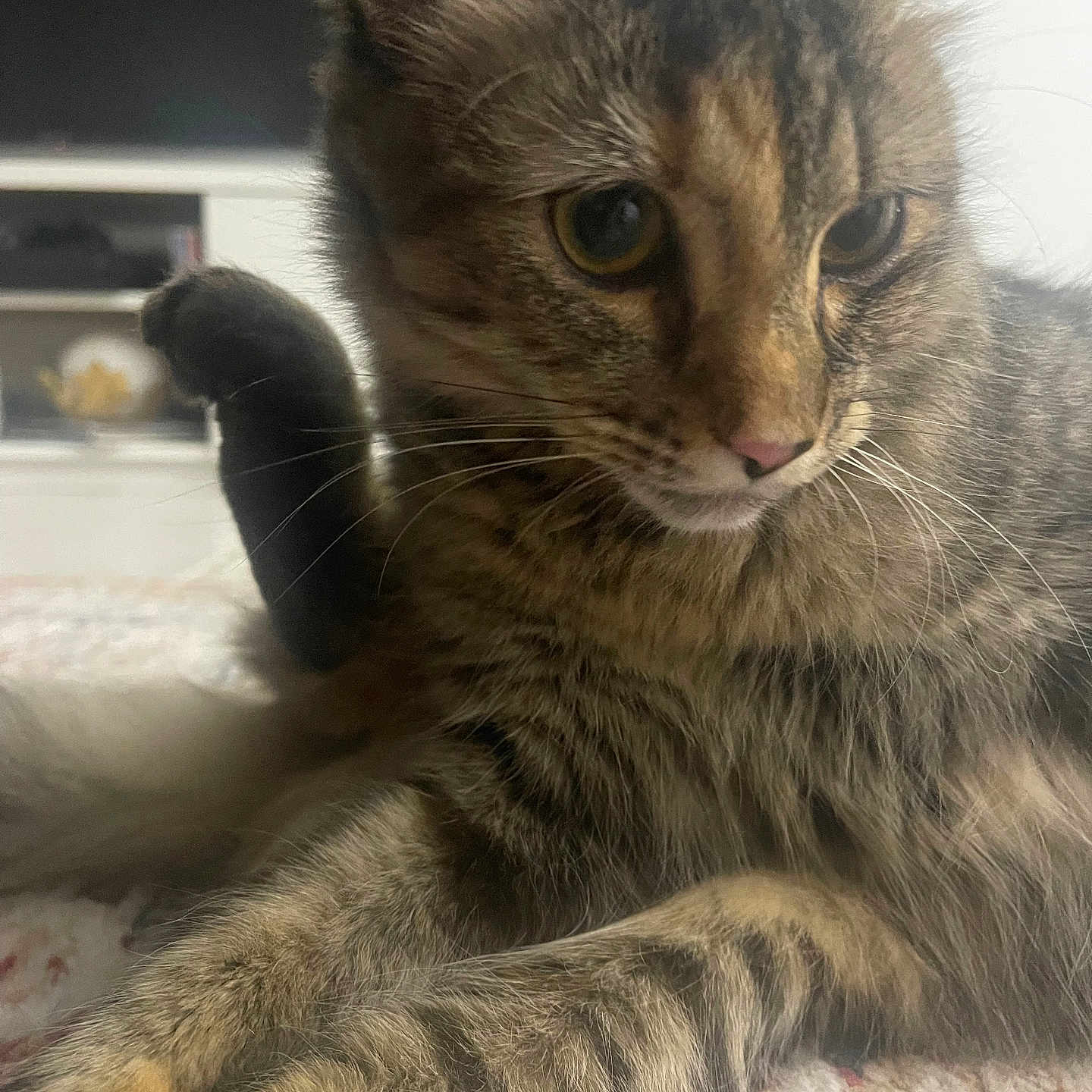 Sissi is registered to the contest to win money with this photo: animal, background_blur, carpet, cat, close_up, cute, eyes, feline, fur, indoor, mammal, nose, paw, pet, relaxed, resting, soft_light, striped, tabby, whiskers