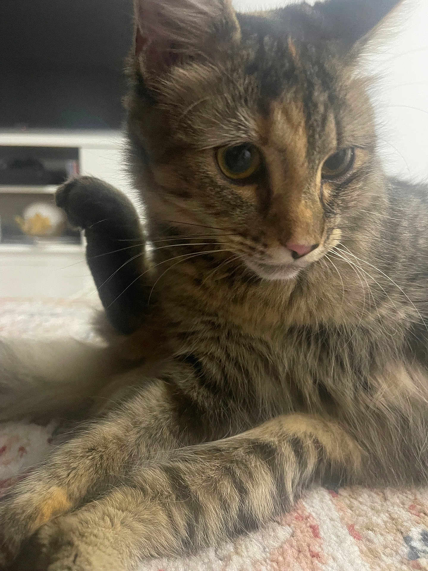 Sissi is registered to the contest to win money with this photo: cat, tabby, pet, feline, animal, indoor, close_up, fur, whiskers, paw, striped, relaxed, cute, mammal, resting, eyes, nose, soft_light, carpet, background_blur