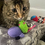 Sissi joined the competition — help win amazing prizes! cat, tabby, close_up, plush_toy, green_mouse_toy, purple_toy, blanket, indoor, curious, pet, animal, feline, whiskers, ears, soft_toy, colorful, cozy, pattern, cute, domestic