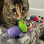 Sissi joined the competition — help win amazing prizes! cat, tabby, close_up, plush_toy, green_mouse_toy, purple_toy, blanket, indoor, curious, pet, animal, feline, whiskers, ears, soft_toy, colorful, cozy, pattern, cute, domestic