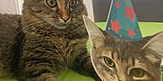 Sissi is registered to the contest to win money with this photo: cat, tabby_cat, indoor, table, green_surface, party_hat, paper_decoration, curious, animal, pet, feline, close_up, domestic_cat, cute, whiskers, ears, face, fur, resting, playful