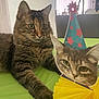 Sissi is registered to the contest to win money with this photo: cat, tabby_cat, indoor, table, green_surface, party_hat, paper_decoration, curious, animal, pet, feline, close_up, domestic_cat, cute, whiskers, ears, face, fur, resting, playful