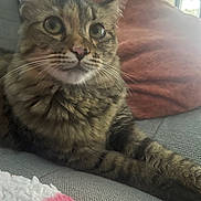 Sissi joined the competition — help win amazing prizes! cat, tabby, pet, animal, feline, indoor, couch, pillow, blanket, fur, whiskers, relaxed, closeup, eyes, nose, soft_focus, home, cozy, resting, domestic