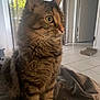 Sissi joined the competition — help win amazing prizes! cat, tabby, indoor, feline, curious, sitting, fur, blanket, window, natural_light, tile_floor, door, home, pet, whiskers, ears, eyes, cozy, looking_away, domestic_animal