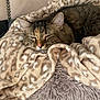 Sissi joined the competition — help win amazing prizes! cat, tabby, sleeping, blanket, cozy, fur, pet, indoor, resting, cute, animal, comfort, soft, warm, relaxation, feline, home, domestic, snuggled, peaceful