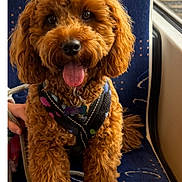Coco joined the competition — help win amazing prizes! animal, blue_seat, canine, close_up, collar, curly_fur, cute, dog, fur, happy, indoor, leash, person_hand, pet, seat, tag, tongue_out, transport, travel, window