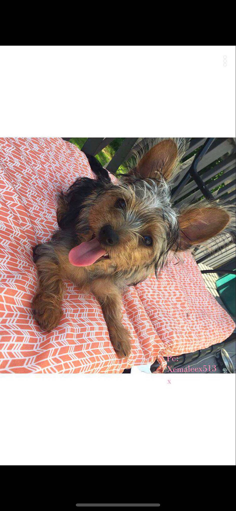 Gunner is registered to the contest to win money with this photo: canidae, carnivore, dog, dog_breed, mammal, norwich_terrier, puppy, rare_breed_dog, small_terrier, snout, sporting_group, terrier, toy_dog, yorkipoo, yorkshire_terrier