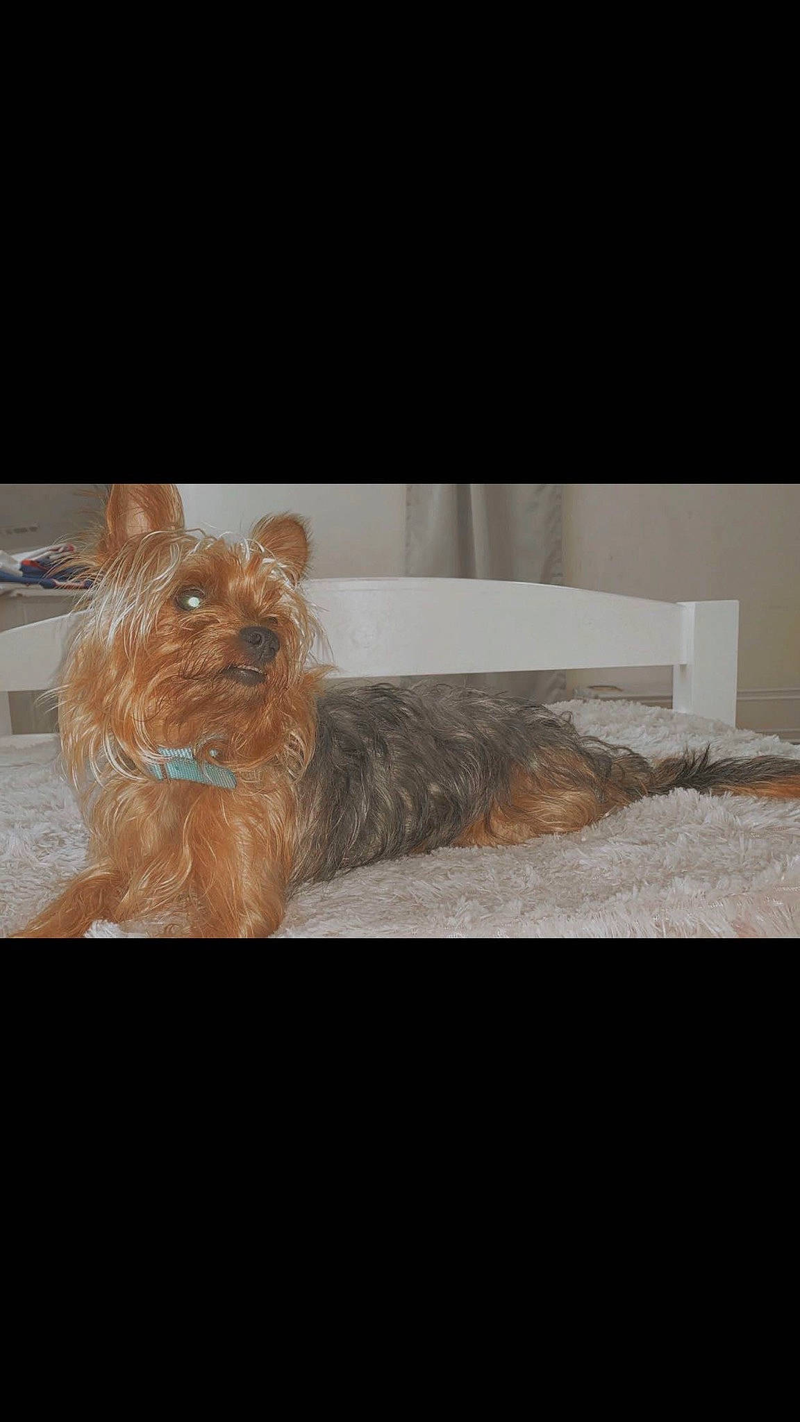 Gunner is registered to the contest to win money with this photo: australian_silky_terrier, australian_terrier, cairn_terrier, canidae, carnivore, companion_dog, dog, dog_breed, fawn, glen_of_imaal_terrier, mammal, morkie, norwich_terrier, rare_breed_dog, small_terrier, terrier, toy_dog, yorkshire_terrier