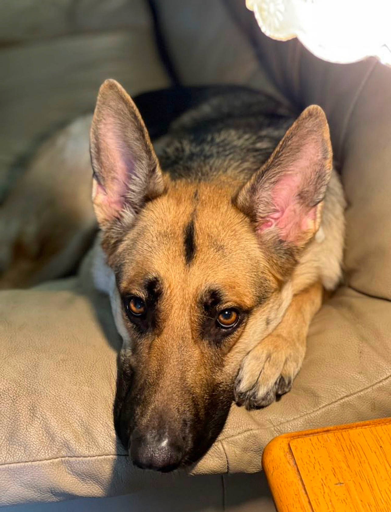 Ash is registered to the contest to win money with this photo: canidae, carnivore, companion_dog, dog, dog_breed, ear, east_european_shepherd, eye, fawn, fur, german_shepherd_dog, head, herding_dog, jaw, snout, sporting_group, whiskers, wood, working_animal, working_dog