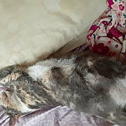 Jules joined the competition — help win amazing prizes! cat, bed, blanket, pillow, fluffy, sleeping, animal, pet, feline, resting, indoor, cozy, fur, striped, relaxed, comfort, domestic, cute, sleep, soft