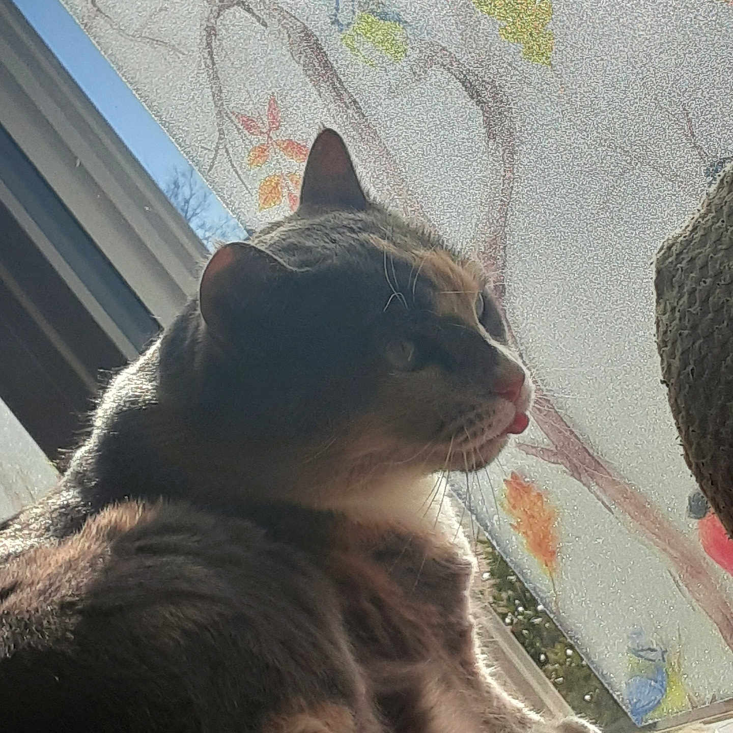 Jules joined the competition — help win amazing prizes! cat, window, sunlight, animal, pet, feline, tongue_out, indoor, decorative_glass, leaves, birds, relaxed, fur, whiskers, closeup, side_view, nature_motif, cozy, resting, domestic