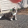 Jules joined the competition — help win amazing prizes! cat, calico, outdoor, sunlight, gravel, house, siding, pet, animal, resting, nature, daytime, shadow, fence, greenery, sidewalk, relaxation, fur, whiskers, paws