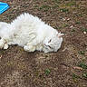 cat, white_cat, fluffy, outdoor, dirt, grass, relaxed, lying_down, animal, pet, playground, blue_slide, nature, fur, curious, ground, side_view, daylight, mammal, whiskers