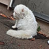 Snowball is registered to the contest to win money with this photo: cat, white_cat, fluffy, grooming, outdoor, fallen_leaves, concrete, door, wall, tail, fur, animal, pet, nature, quiet, resting, cleaning, side_view, curled_up, solitary