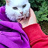 cat, white_cat, fluffy_cat, pet, animal, hand, purple_cloth, red_sleeve, outdoor, green_leaves, nature, closeup, portrait, cozy, comfort, fur, cute, domestic_cat, resting, calm